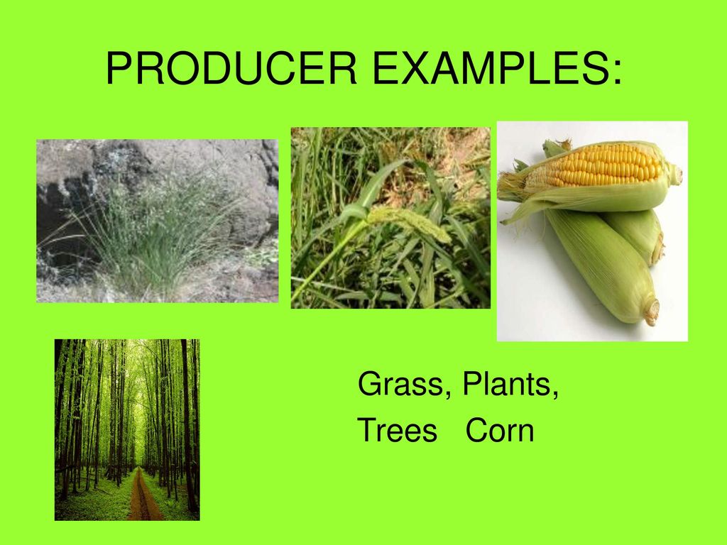 PRODUCERS CONSUMERS And DECOMPOSERS Ppt Download producers-consumers-and-decomposers-ppt-download