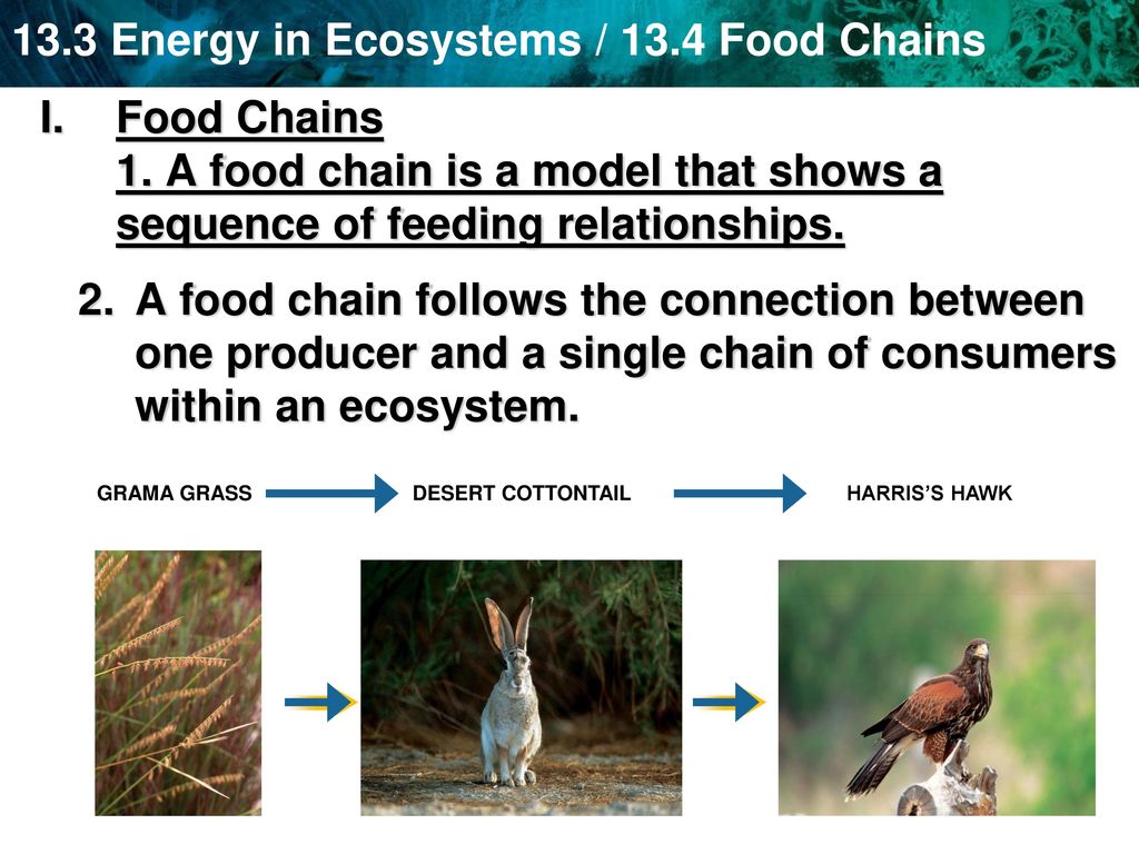 4 Energy Food Chains Biology Diagrams