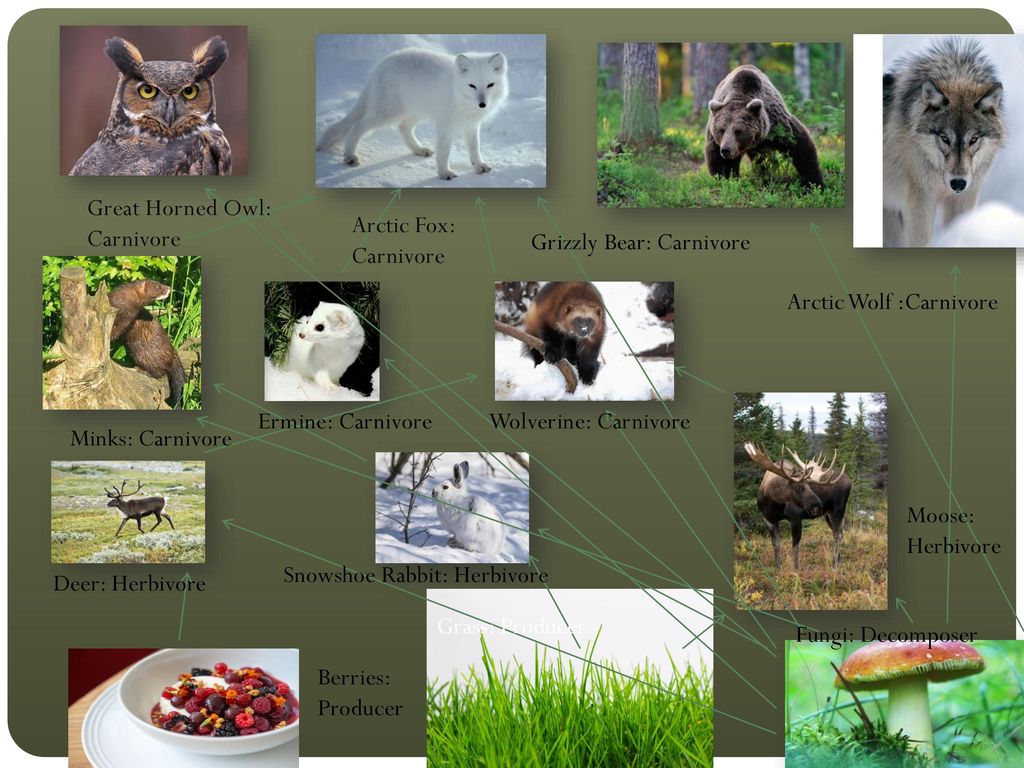 Taiga Food Chain Biology Diagrams