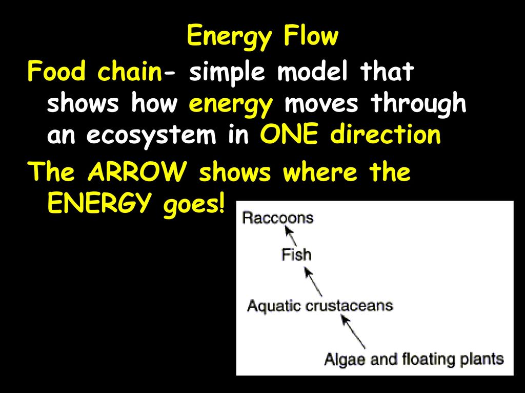 Feeding Relationships Biology Diagrams