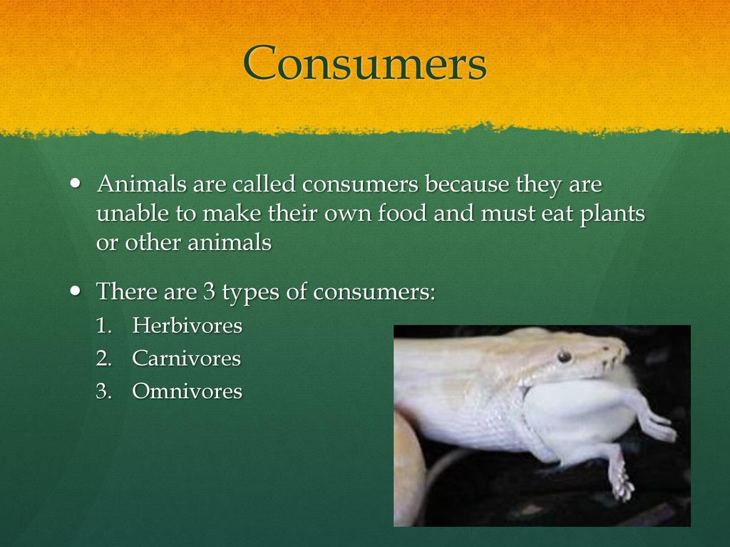 Food chains and Food webs - ppt download