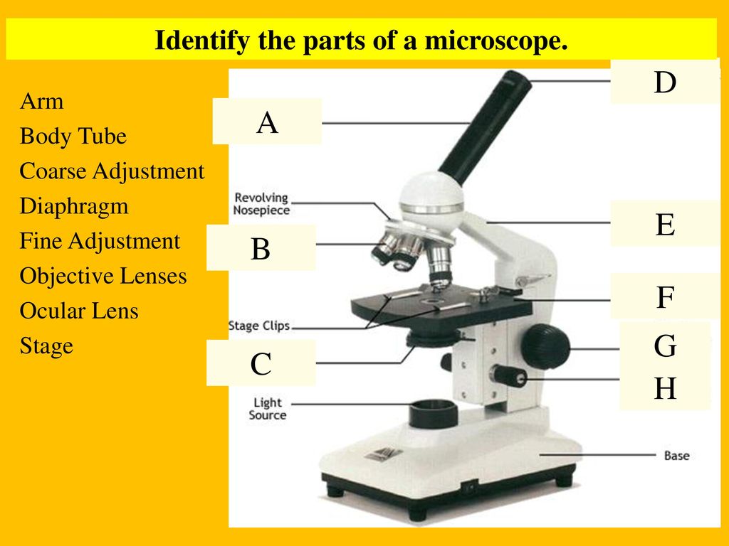 Microscope Mania Worksheet Answers Worksheet List