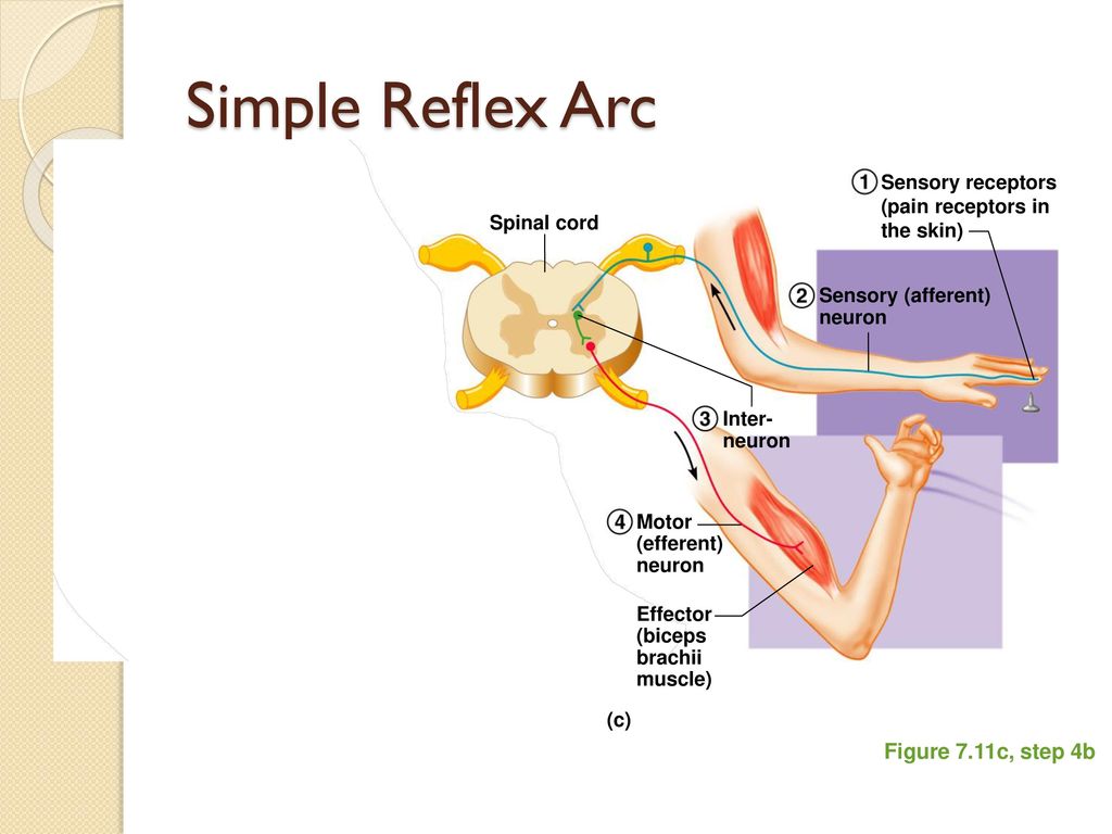 Чувство рефлекса. Reflex Arc Complex. Spinal Reflex Arc. Дуга бицепс рефлекса. Бицепс рефлекс рефлекторная дуга.