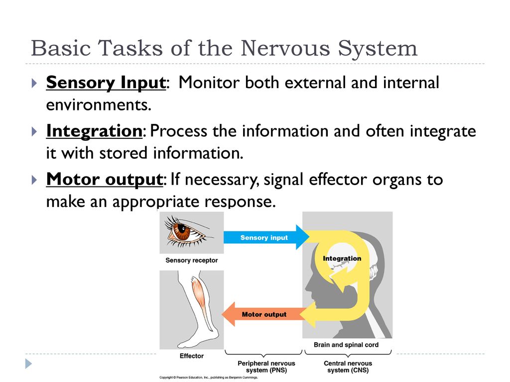 Basic Tasks of the Nervous System