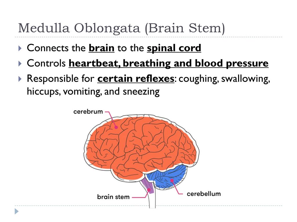 Medulla Oblongata (Brain Stem)