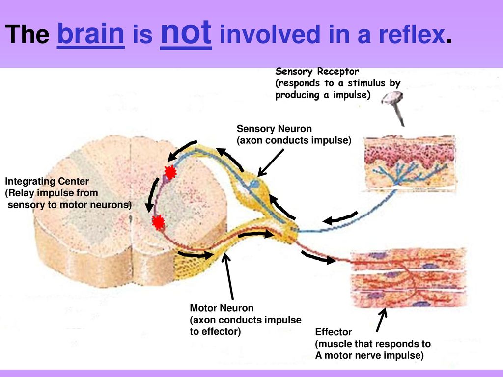 The brain is not involved in a reflex.