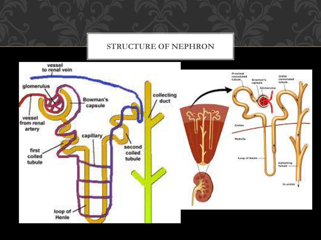 The removal of harmful metabolic wastes Biology Diagrams