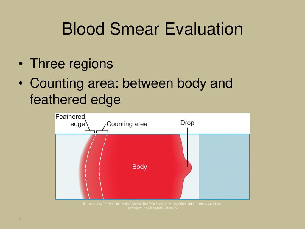 Blood Smear Evaluation