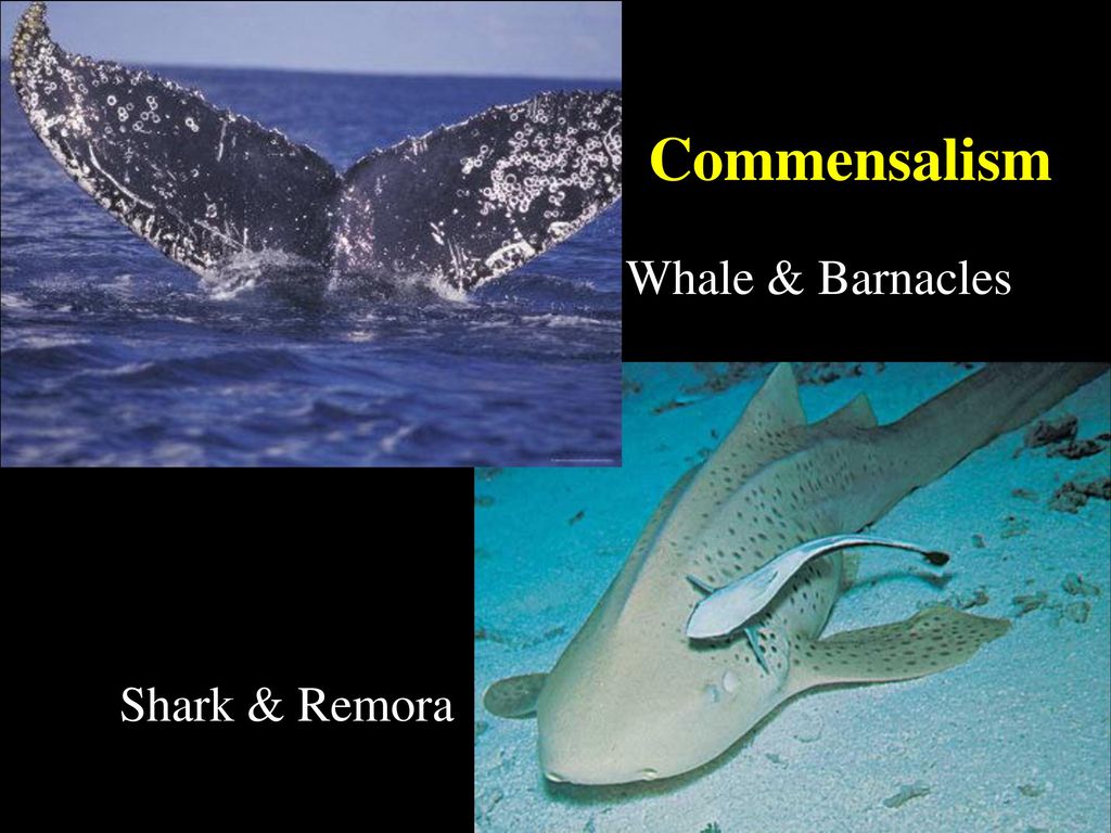Commensalism Whale & Barnacles Shark & Remora