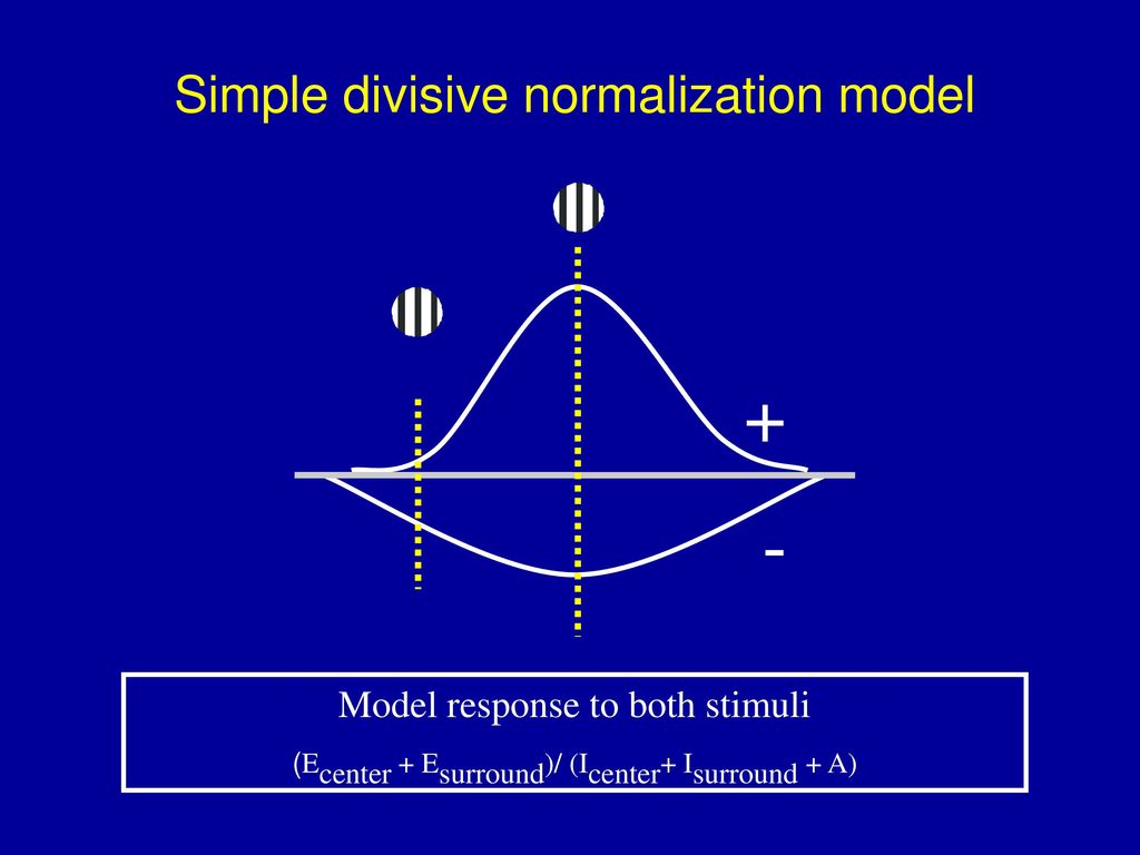 + - Simple divisive normalization model Model response to both stimuli