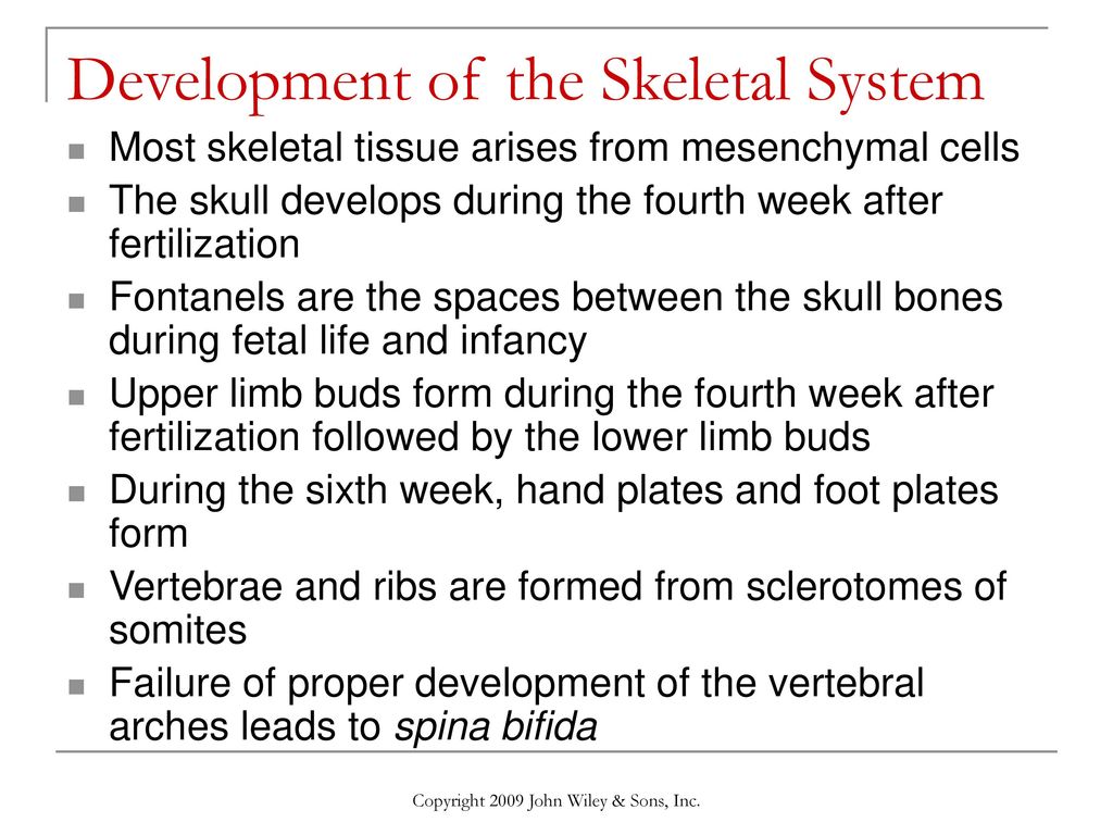 Chapter 8 The Skeletal System: The Appendicular Skeleton Biology Diagrams
