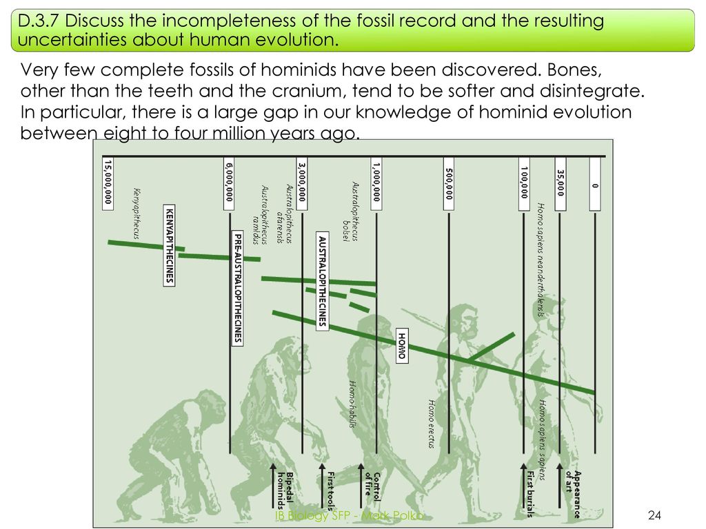 Option D: Evolution D3 Human Evolution IB Biology SFP - Mark Polko ...