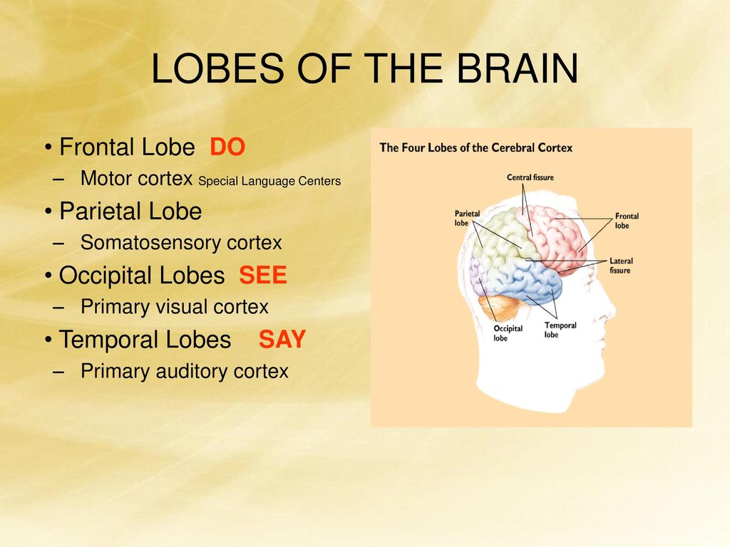 HUMAN DEVELOPMENT Physical development deals with physiological Biology Diagrams