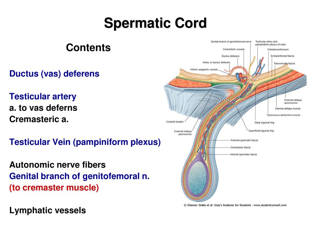 Abdominal Wall 2 Inguinal Region Ppt Download