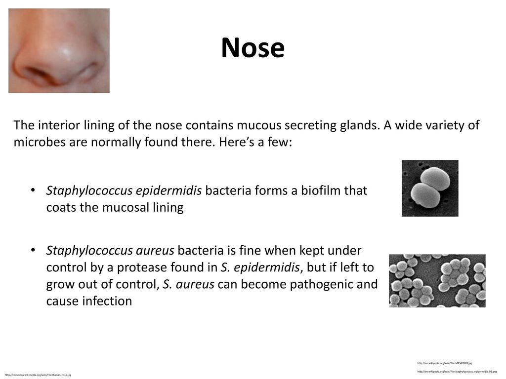 The human microbiome ppt download