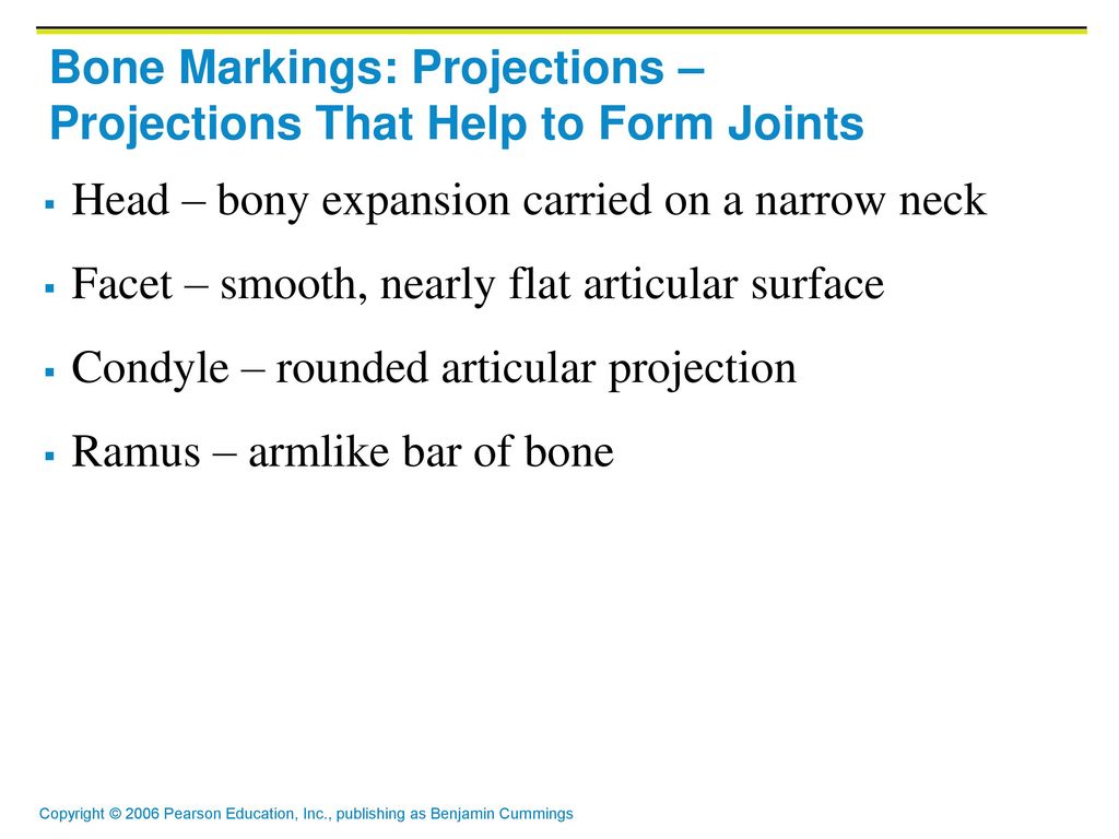 Bone Markings: Projections – Projections That Help to Form Joints