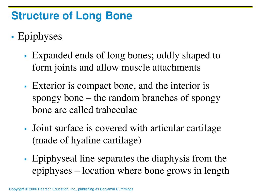 Structure of Long Bone Epiphyses