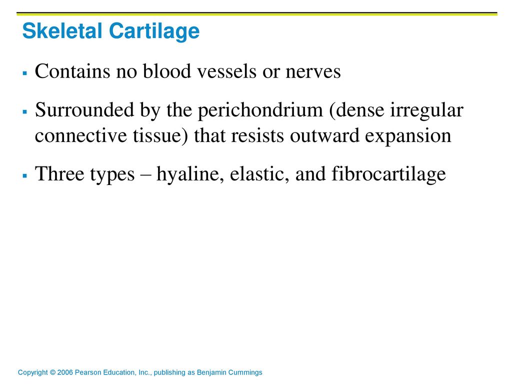 Skeletal Cartilage Contains no blood vessels or nerves.