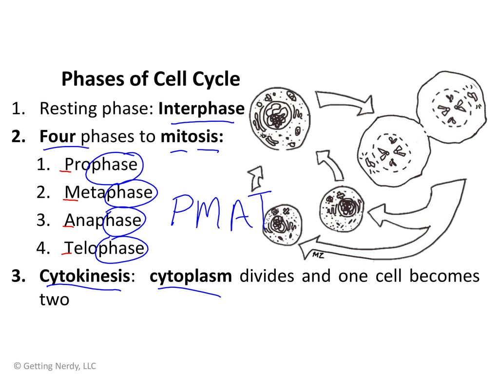 Cell processes worksheet answers