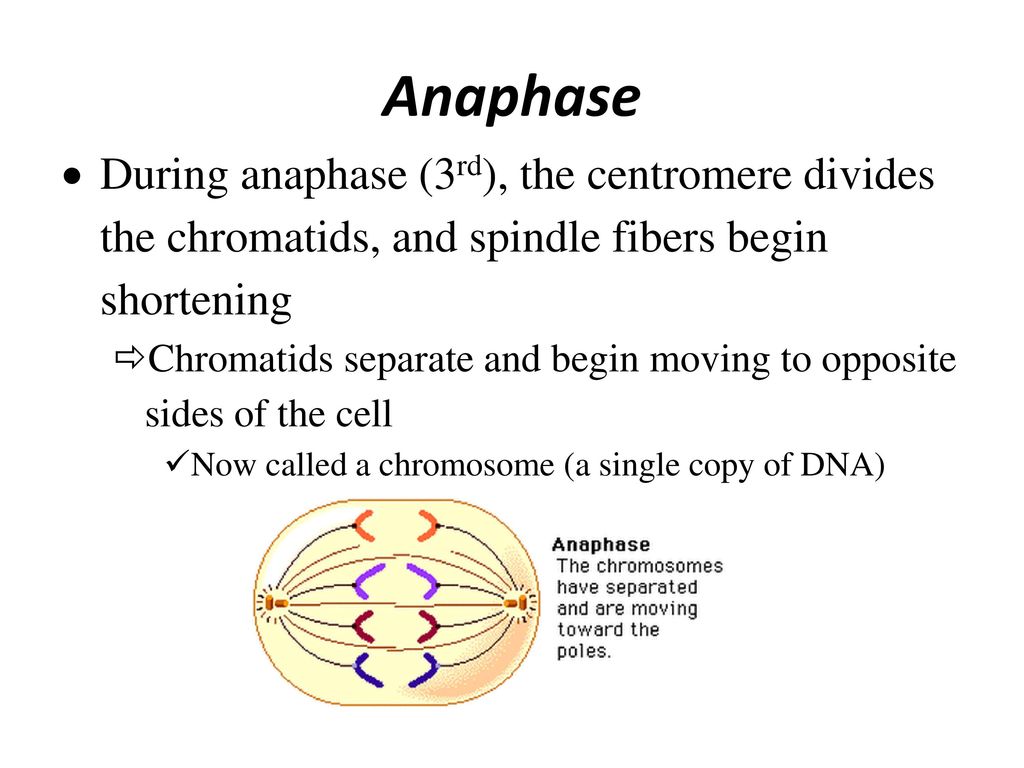 Mitosis Cell Division Biology Diagrams