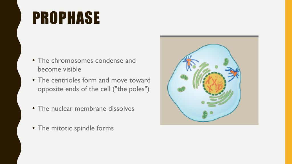 Cell Division Mitosis and Meiosis Biology Diagrams