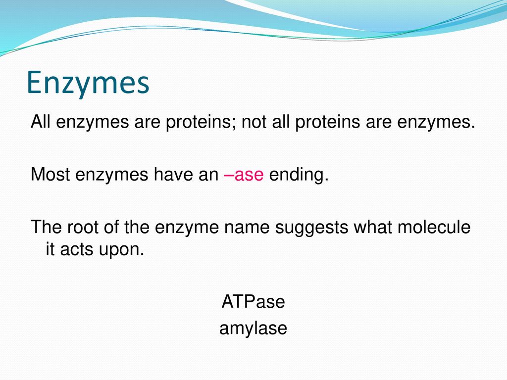 most enzymes are