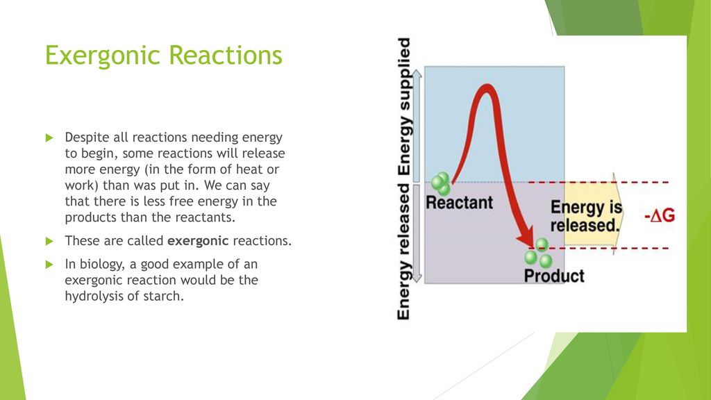 Lesson 9 enzymes and reactions ppt download