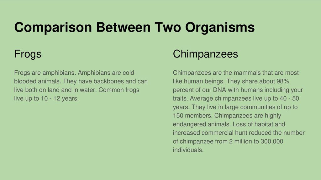THE REPRODUCTIVE STRATEGIES OF CHIMPANZEES & TADPOLES AKA FROGS - ppt