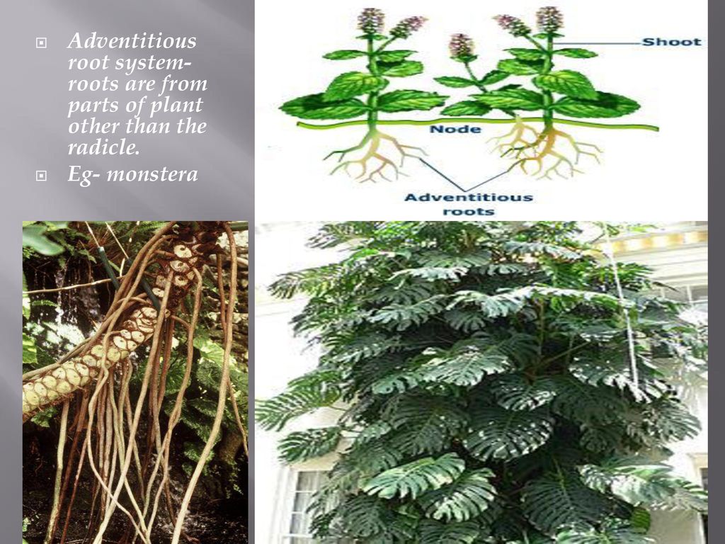 40+ Adventitious Roots In Monstera Pics