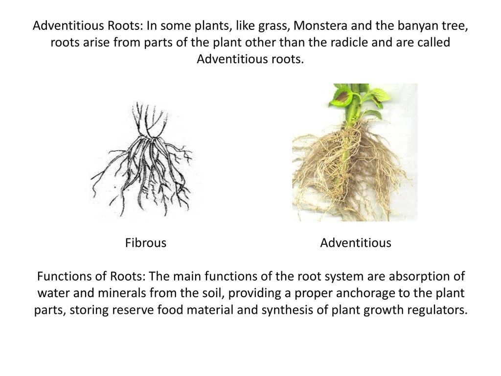 Structural Organisation In Plants And Animals Ppt Download Structural Organisation In Plants And Animals Ppt Download