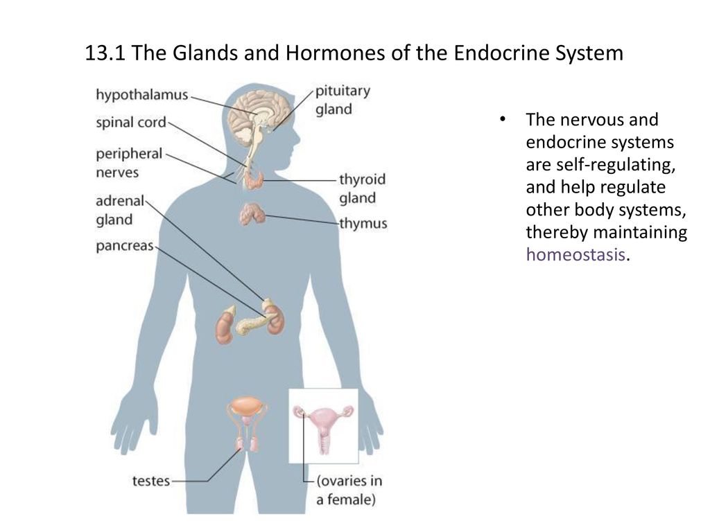 The Endocrine System. - ppt download