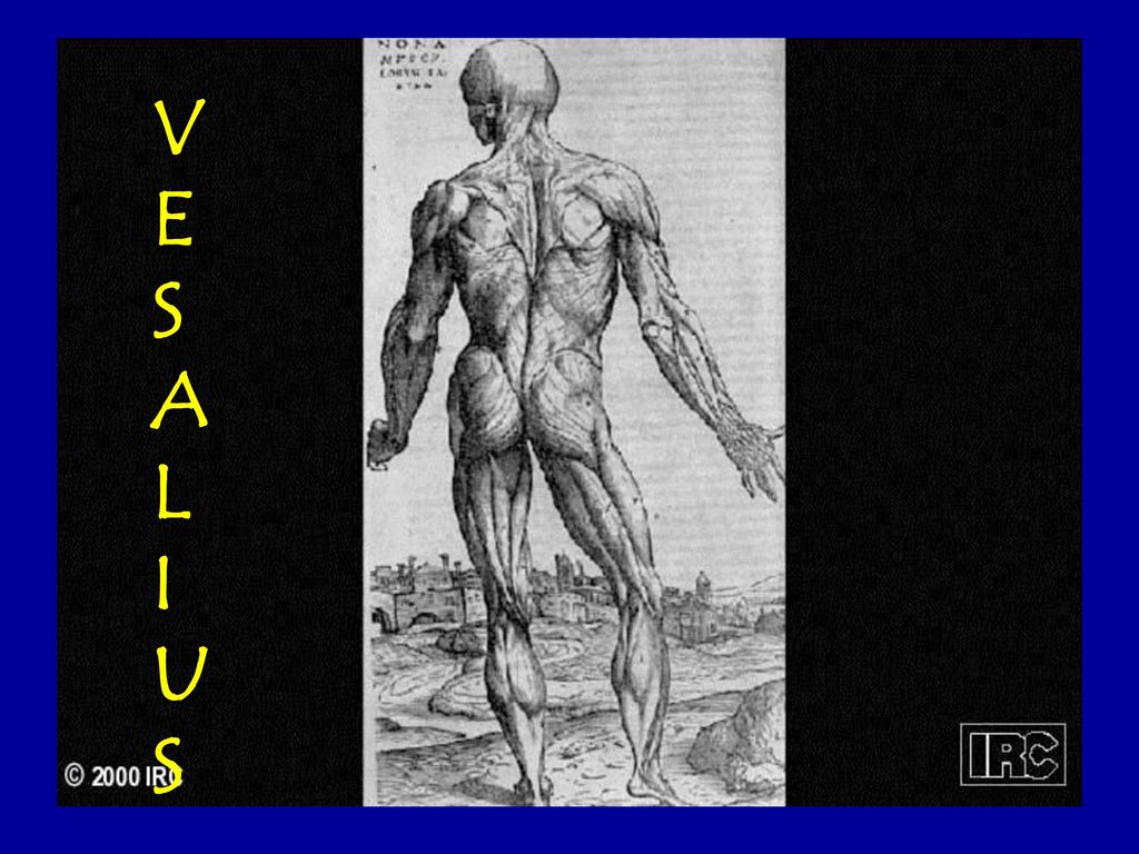 V E S A L I U Andreas Vesalius – Human body sketches