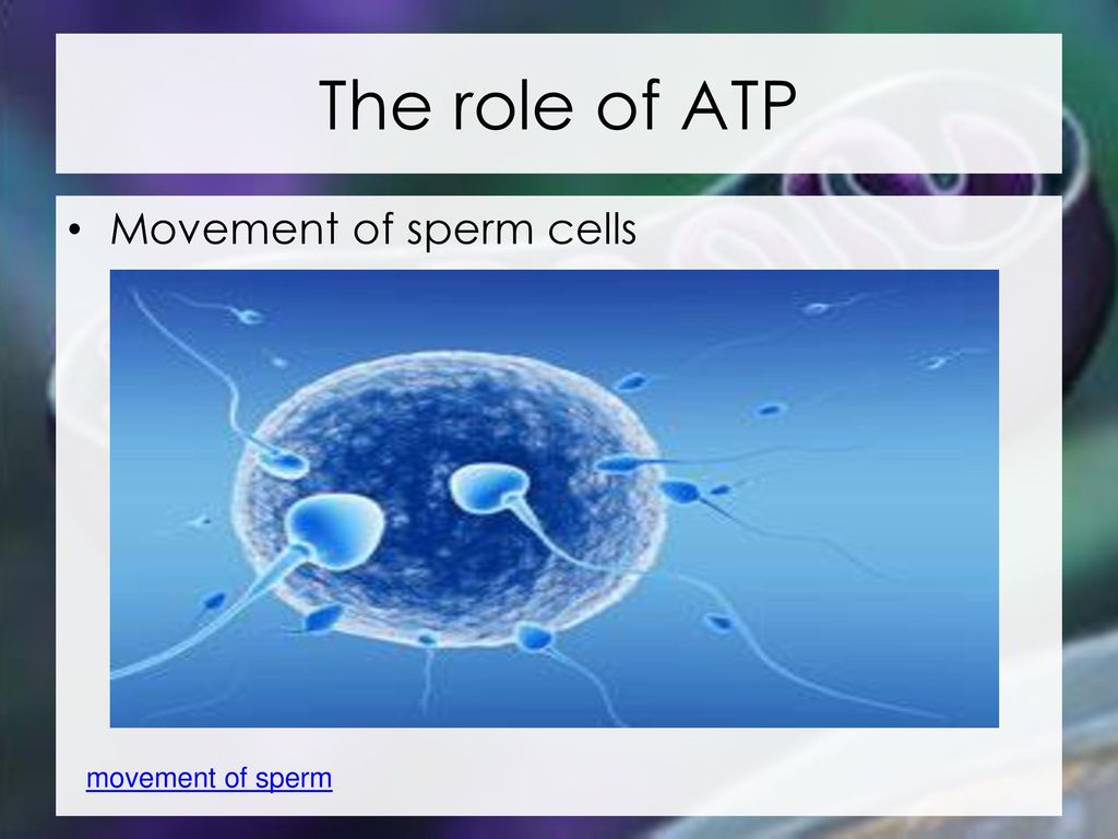 The role of ATP Movement of sperm cells movement of sperm