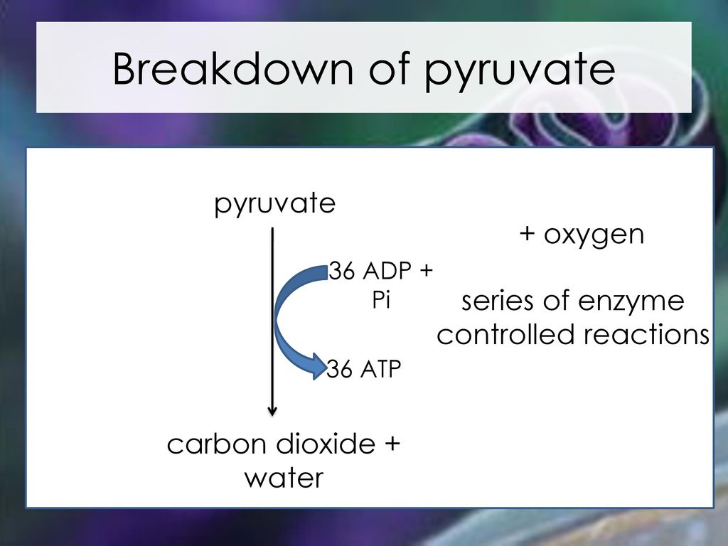 series of enzyme controlled reactions