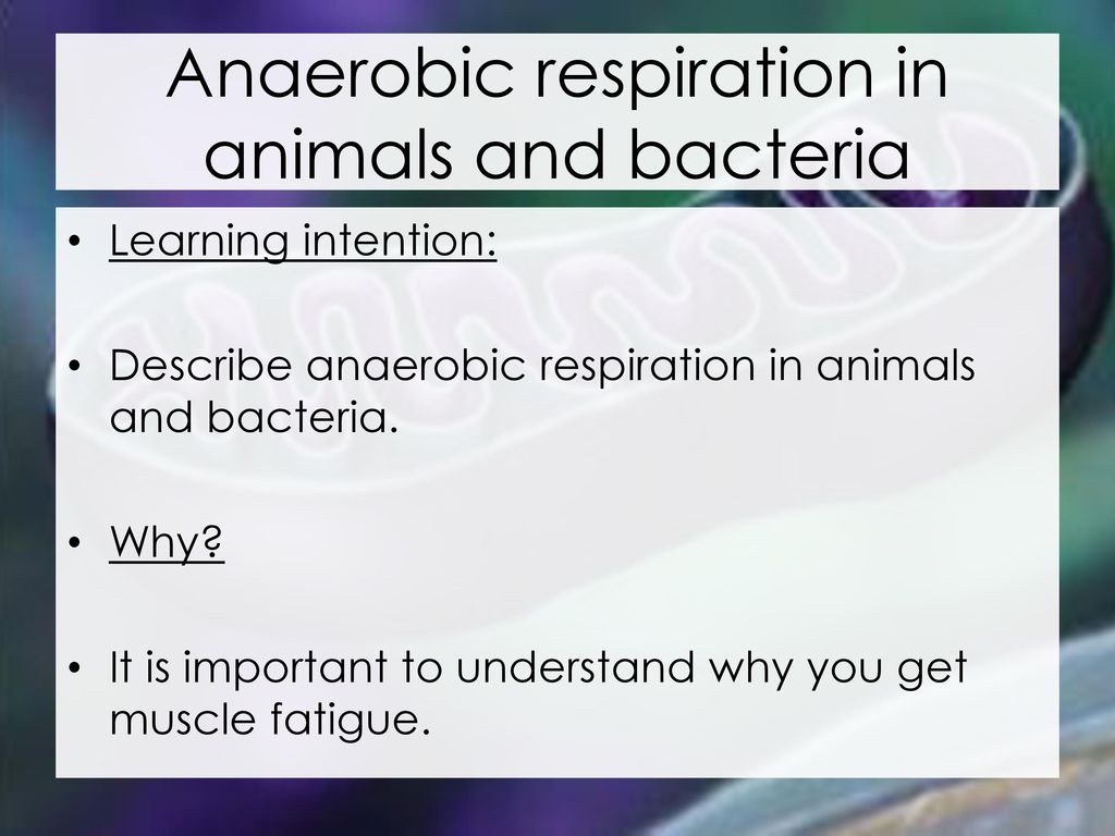 Anaerobic respiration in animals and bacteria