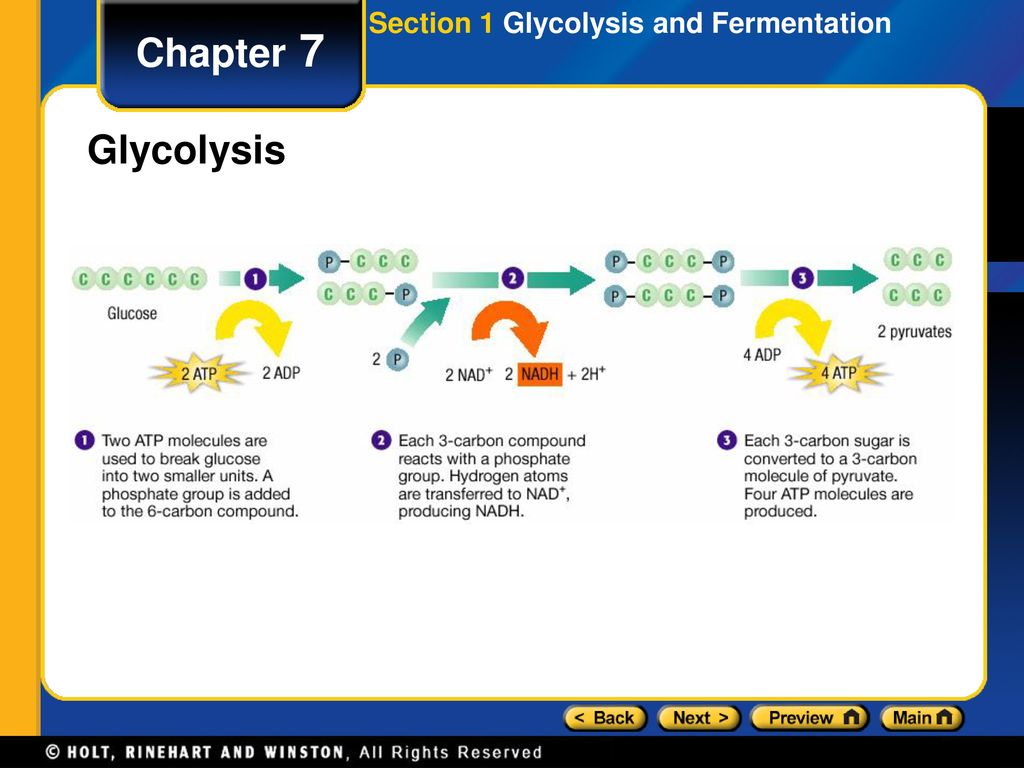 Section 1 Glycolysis and Fermentation