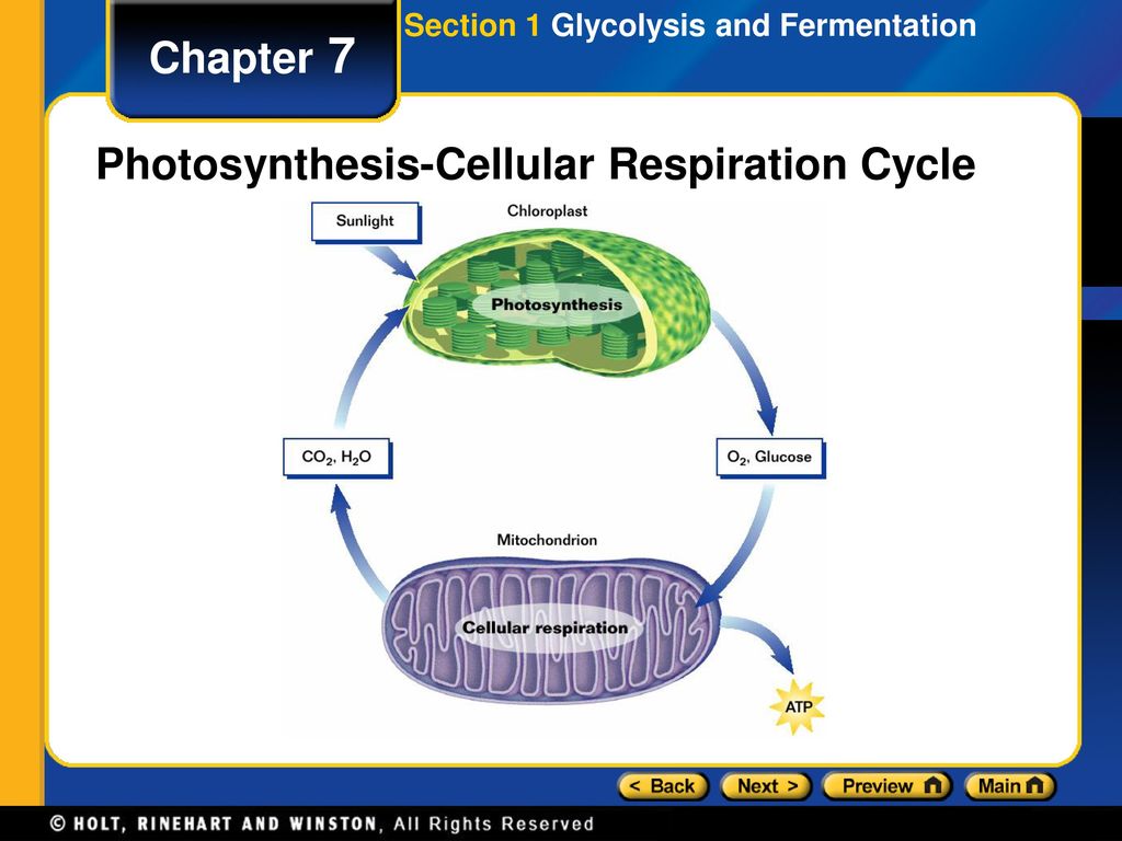 Photosynthesis-Cellular Respiration Cycle