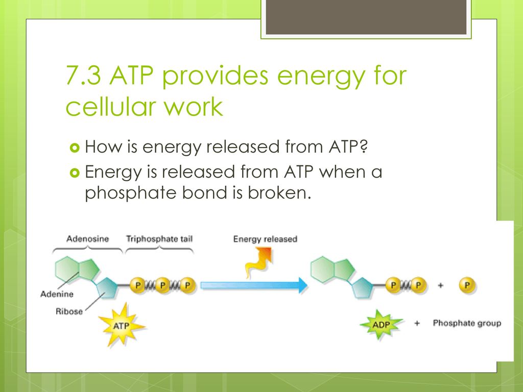 7.3 ATP provides energy for cellular work