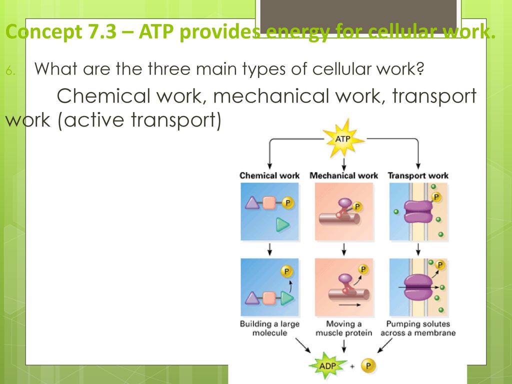 Concept 7.3 – ATP provides energy for cellular work.