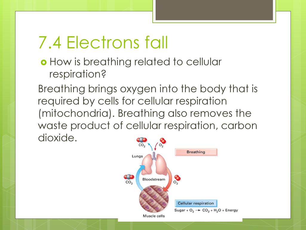 7.4 Electrons fall How is breathing related to cellular respiration