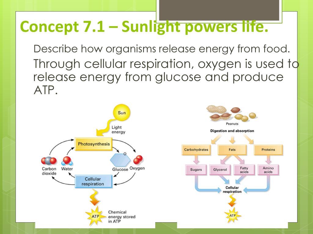 Concept 7.1 – Sunlight powers life.