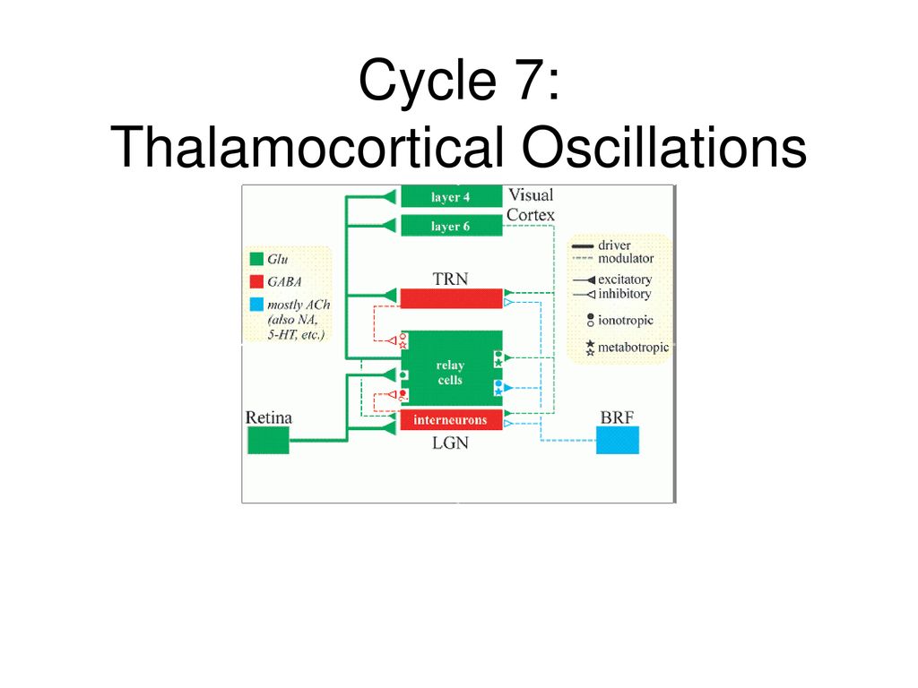 Cycle 7: Thalamocortical Oscillations