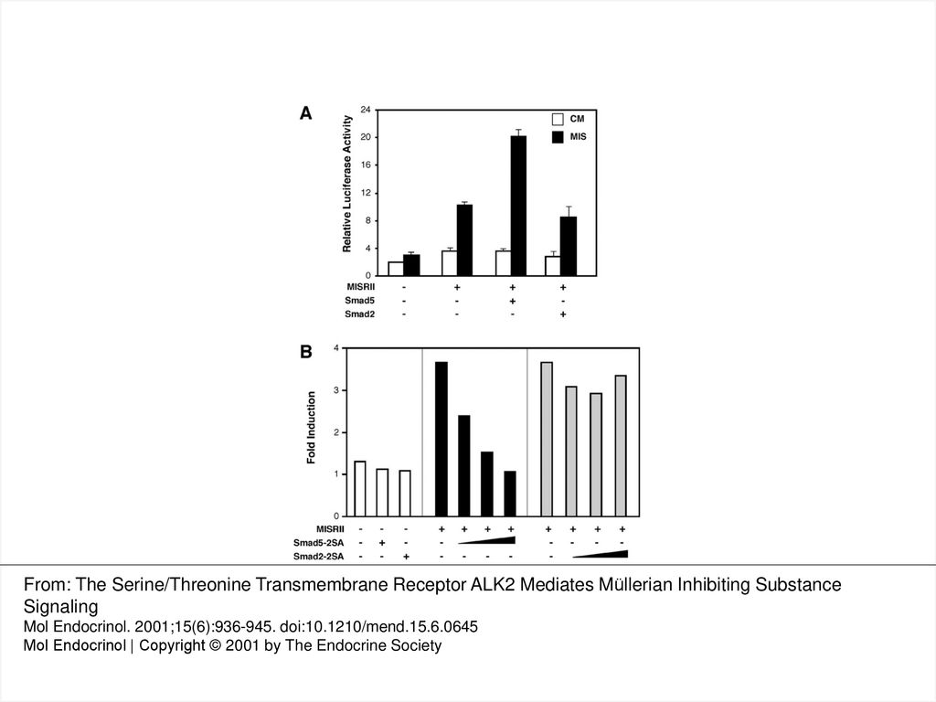 Figure 3. Smad5 Is Involved in MIS Signaling A, The TLX2-Lux reporter construct and MISRII expression vector were transfected into P19 cells with (+) or without (−) wild-type Smad5, wild-type Smad2. Transcriptional activity was measured after overnight incubation with conditioned medium (open bars) or bioactive MIS (closed bars), and normalized for transfection efficiency. In each transfection, equal amounts of DNA were transfected by adjusting with empty expression vector. Data are presented as mean ± sd of triplicates. B, MIS-induced activity of the TLX2-Lux reporter was measured with (+) or without (−) MISRII in increasing amounts of mutant Smad5–2SA, or mutant Smad2–2SA (10, 50, 100 ng/well). Data are expressed as fold induction of luciferase activity measured in the presence of bioactive MIS over activity measured in the presence of conditioned medium.