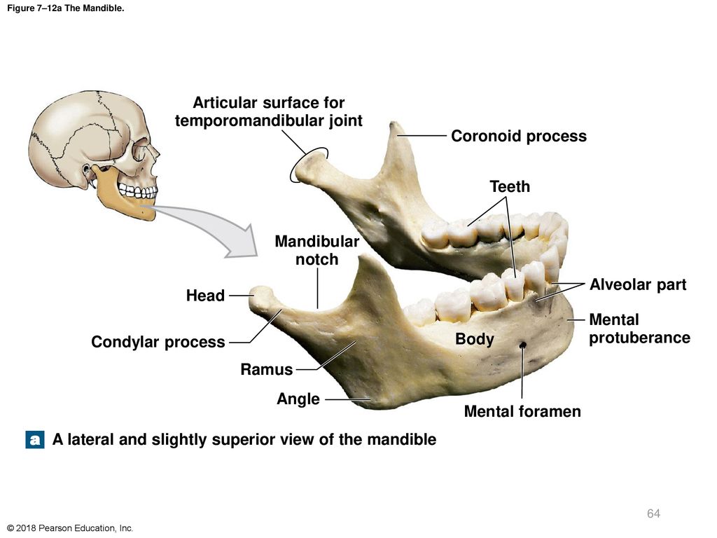 A manual of anatomy . .—The right temporo-mandib-ular articulation seen from the outerside. {Sobotla anil McMurrich.) Fig. 87.—The right temporo- mandibu-lar articulation seen from the inner side.{Sobotta and McMurrich.) lates with the demifacet of the two