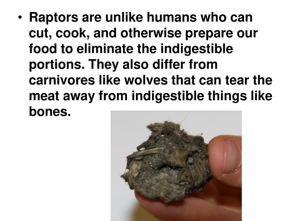 Owl Pellets: An Answer to the Question, “What Was for Dinner
