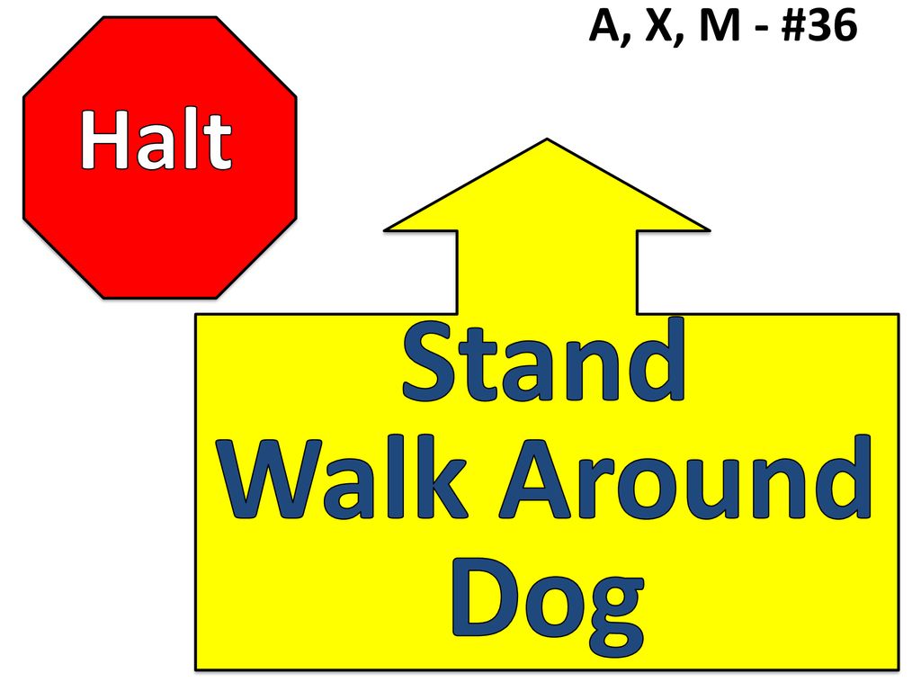 A, X, M - #36 Halt Stand Walk Around Dog