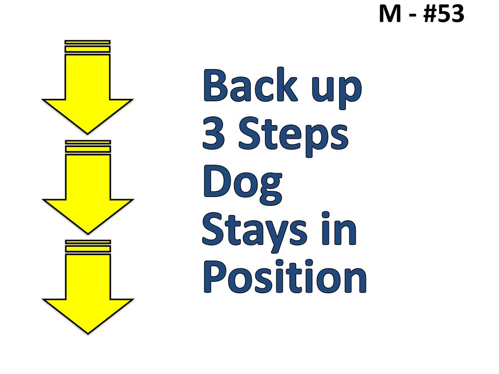 M - #53 Back up 3 Steps Dog Stays in Position