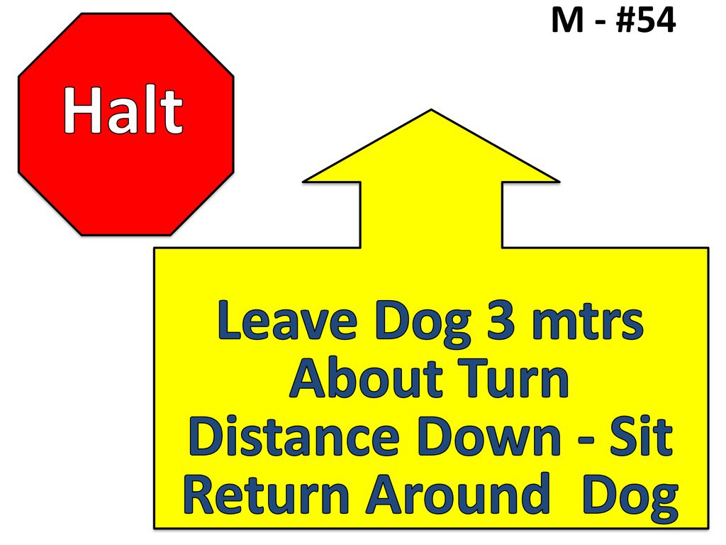 Halt Leave Dog 3 mtrs About Turn Distance Down - Sit Return Around Dog