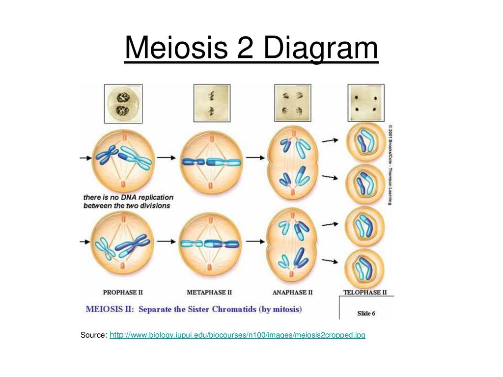 Meiosis 2 Labeled