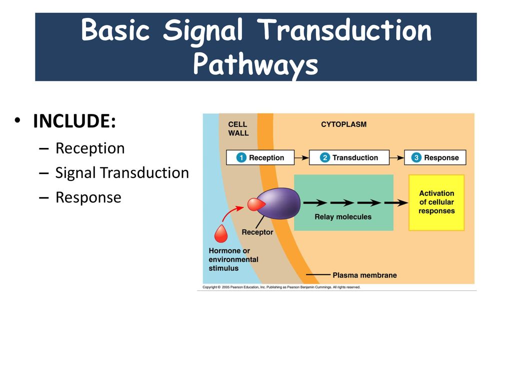 Nervous, Endocrine, & Reproductive - ppt download